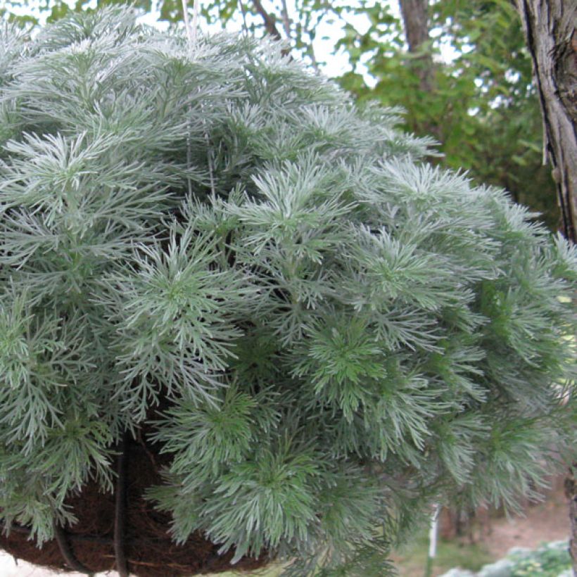 Zwerg-Silberraute Nana - Artemisia stelleriana (Plant habit)