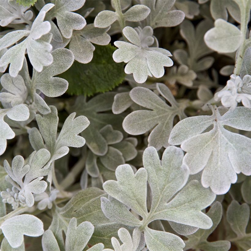 Silber-Wermut Boughton Silver - Artemisia stelleriana (Flowering)