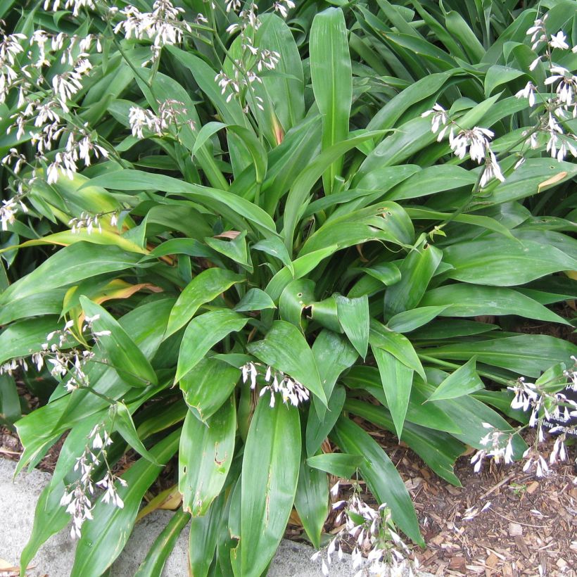 Arthropodium cirratum - Neuseeländische Steinlilie (Foliage)