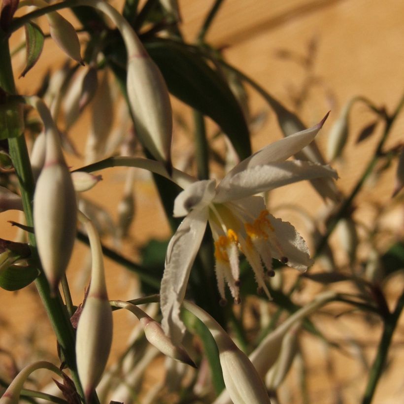 Arthropodium cirratum - Neuseeländische Steinlilie (Flowering)
