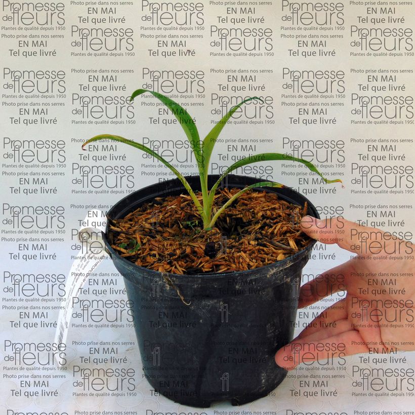 Example of Arthropodium cirratum - Neuseeländische Steinlilie Topf mit 2L/3L as you get