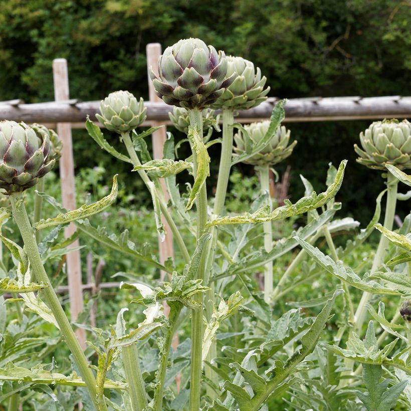 Artischocke Artichaut Gros vert de Laon (Plant habit)