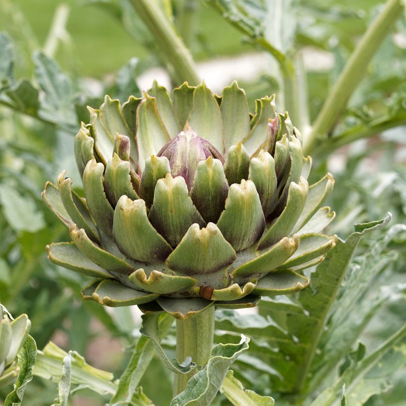 Artischocke Artichaut Gros vert de Laon (Flowering)