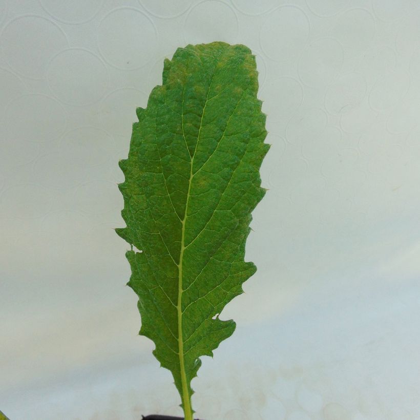 Artischocke Violet de Provence Pflanzen (Foliage)