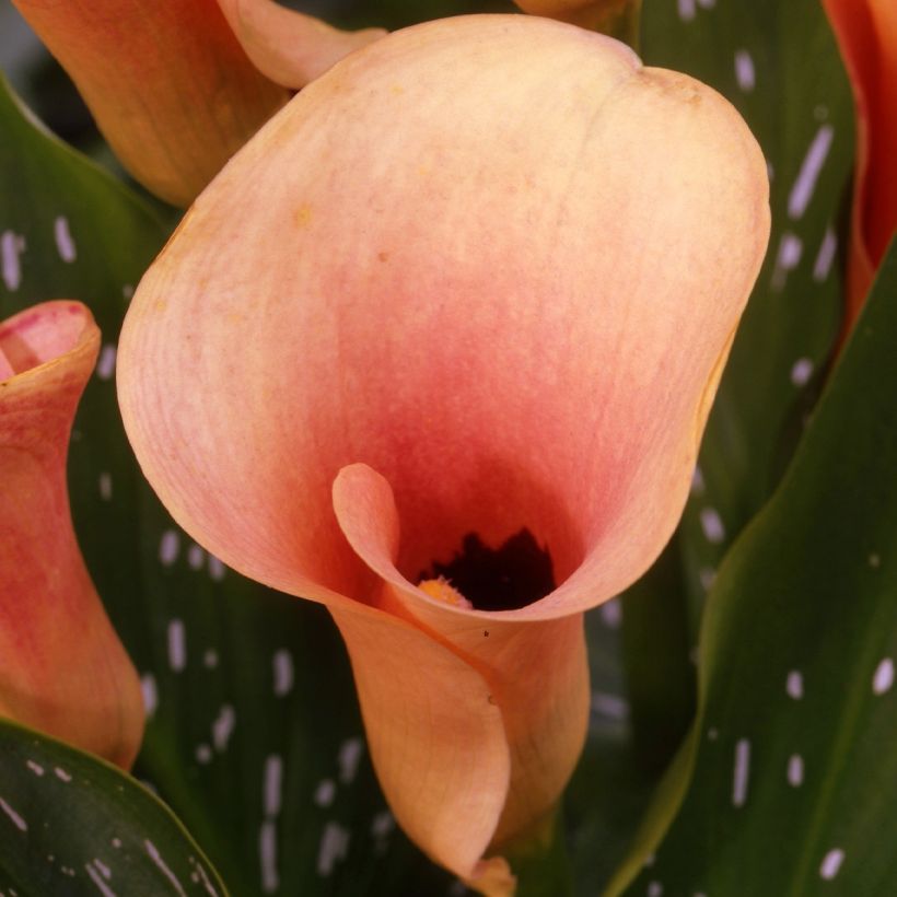 Calla Auckland - Zantedeschie (Flowering)