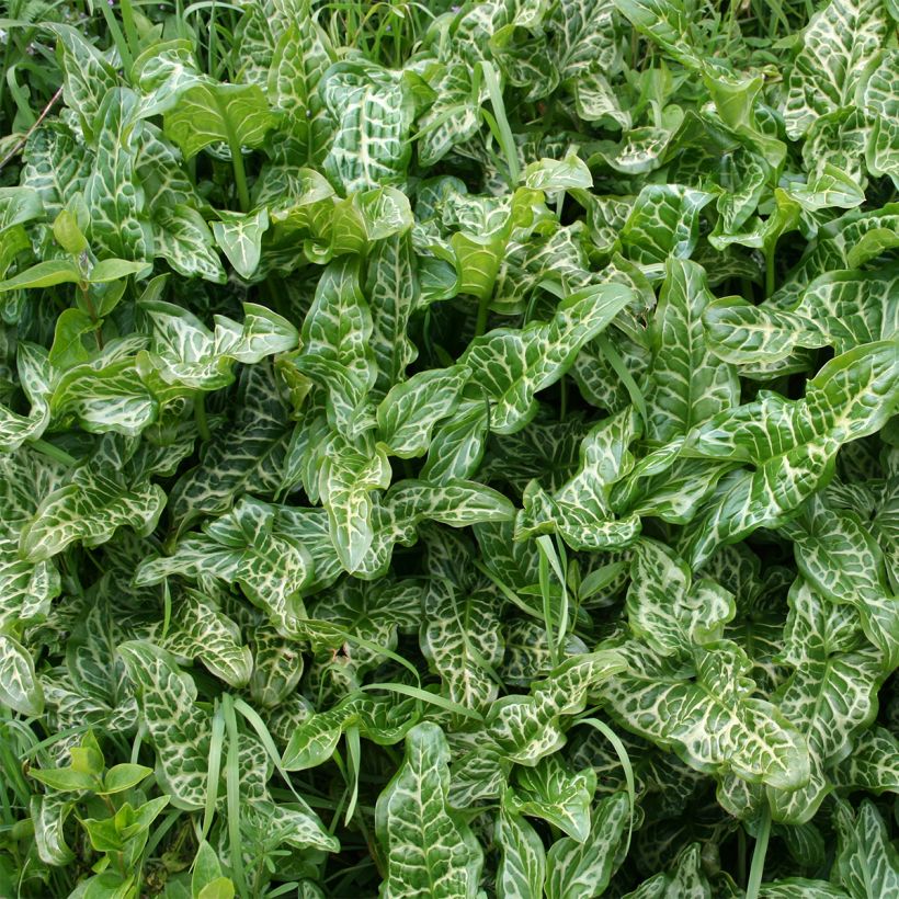 Arum italicum - Italienischer Aronstab (Foliage)