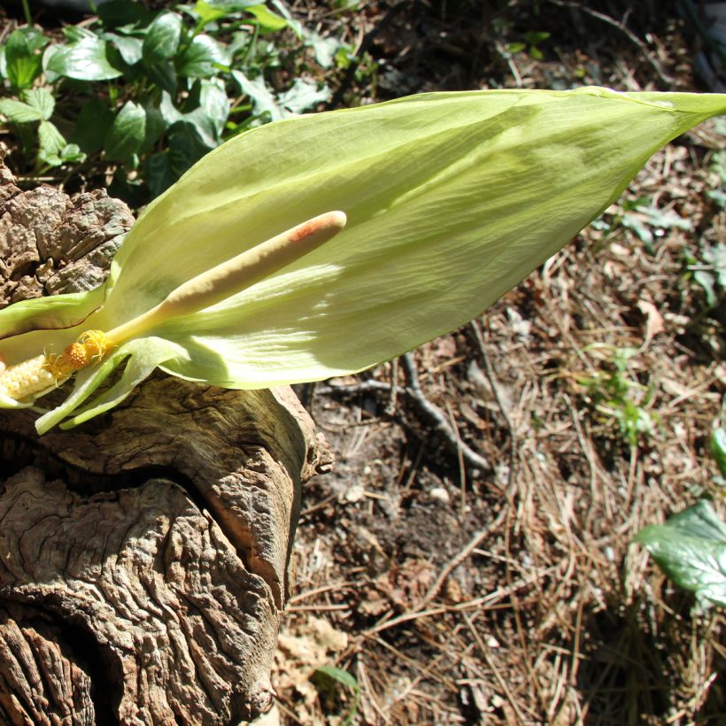 Arum italicum - Italienischer Aronstab (Flowering)