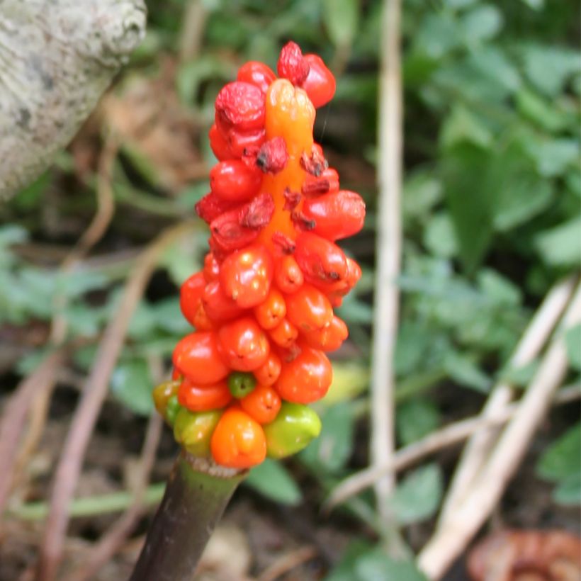 Arum italicum - Italienischer Aronstab (Harvest)