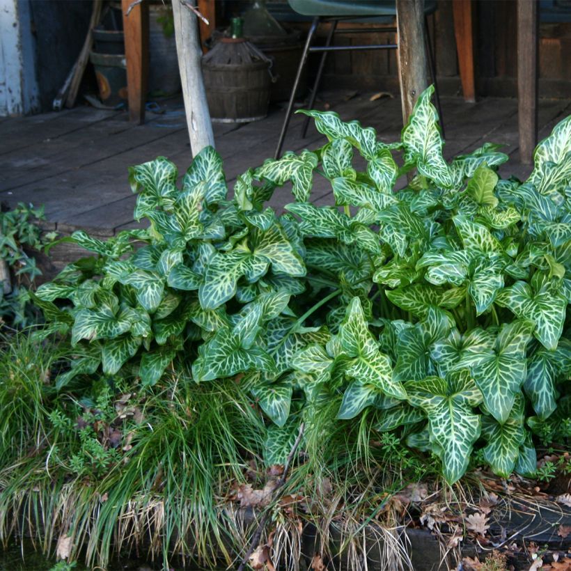 Arum italicum - Italienischer Aronstab (Plant habit)