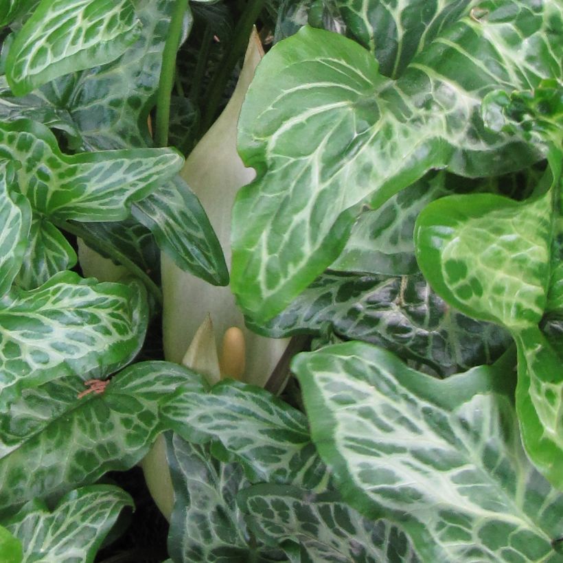 Arum italicum subsp. italicum Marmoratum - Geaderter Aronstab (Flowering)