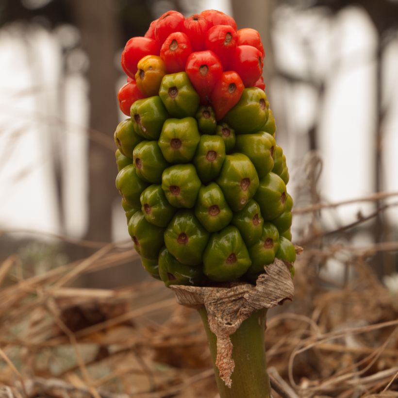 Arum italicum subsp. italicum Marmoratum - Geaderter Aronstab (Harvest)