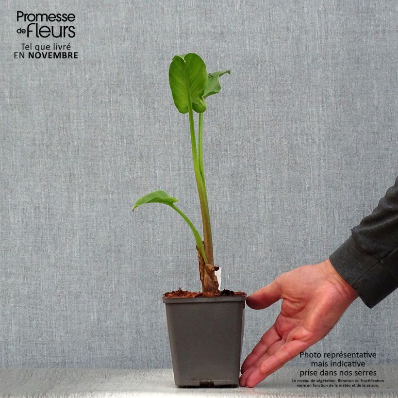 Example of Zantedeschia aethiopica - Zimmercalla Kleine Töpfe von 8/9 cm as you get in automne