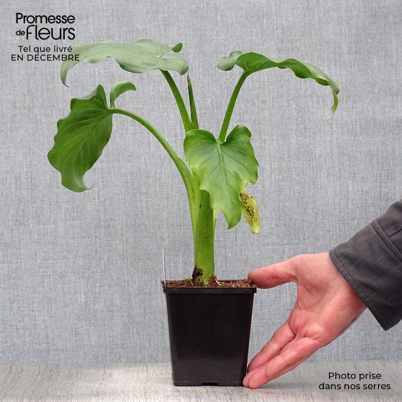 Exemplar von Zantedeschia aethiopica - Zimmercalla Kleine Töpfe von 8/9 cm wie im Winter geliefert