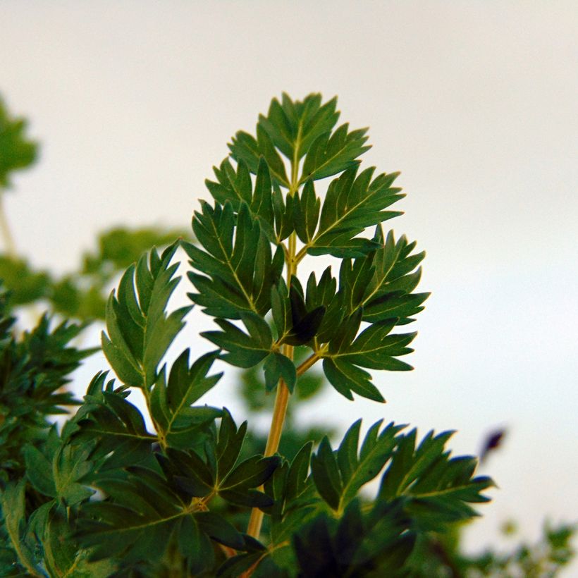 Aruncus aethusifolius - Zwerg-Geißbart (Foliage)