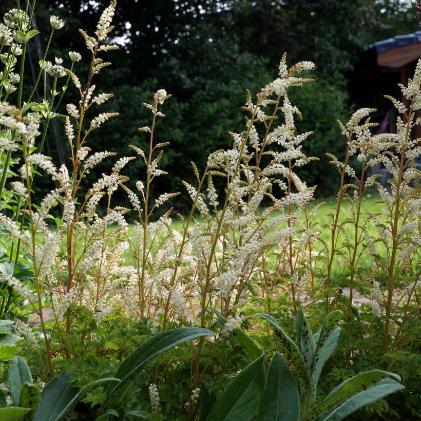 Aruncus aethusifolius - Zwerg-Geißbart (Plant habit)