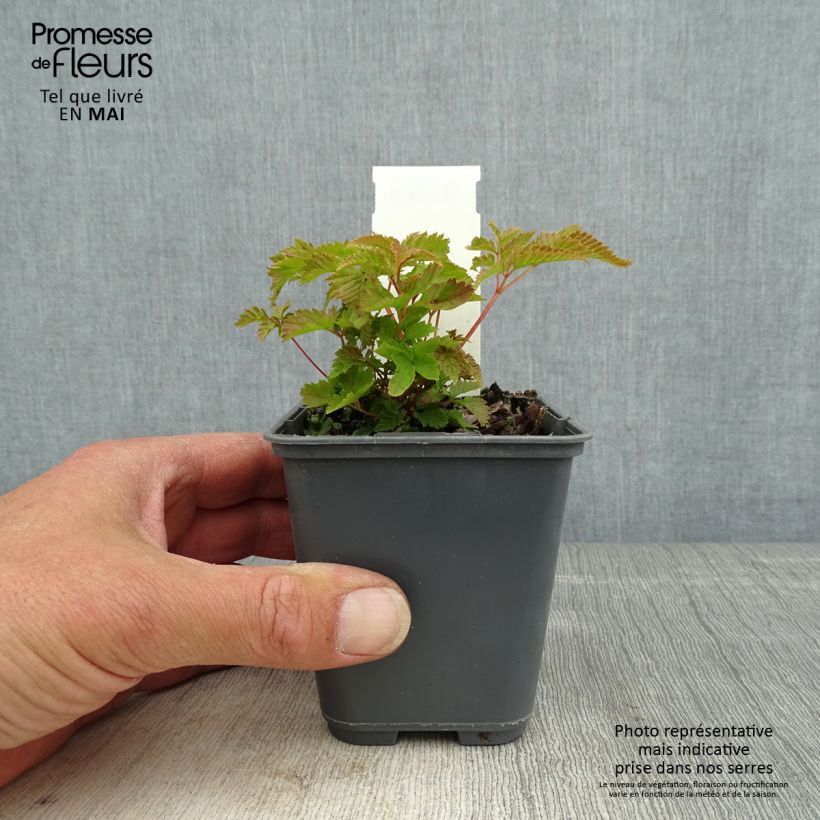 Exemplar von Aruncus dioïcus var. kamtschaticus - Wald-Geissbart Kleine Töpfe von 8/9 cm wie im Frühjahr geliefert