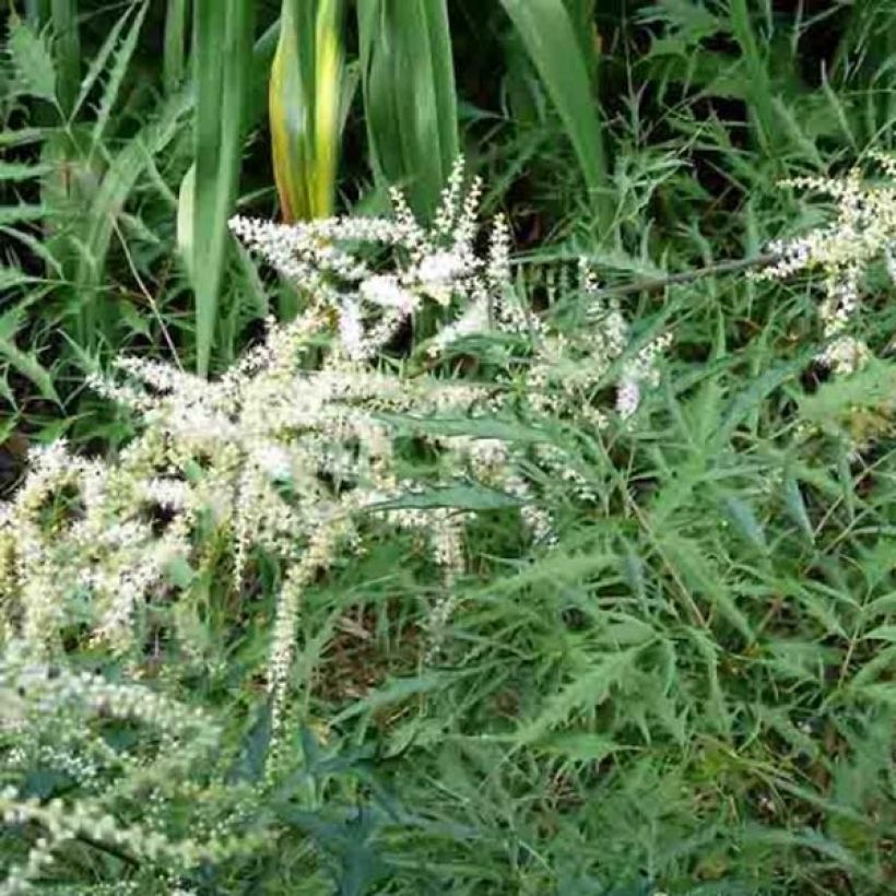 Aruncus dioïcus Kneiffii - Wald-Geissbart (Plant habit)
