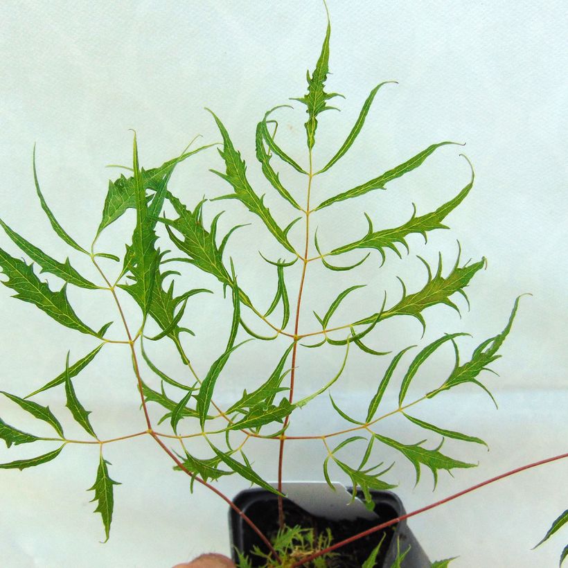 Aruncus dioïcus Kneiffii - Wald-Geissbart (Foliage)