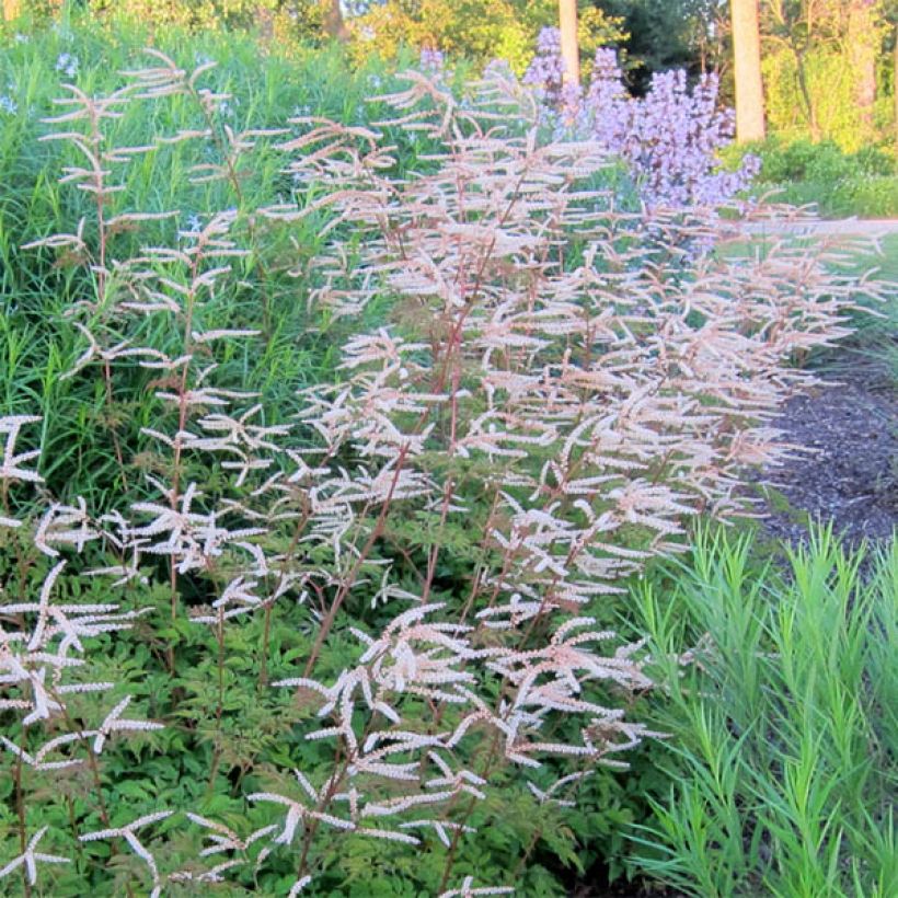 Aruncus Horatio - Geissbart (Flowering)
