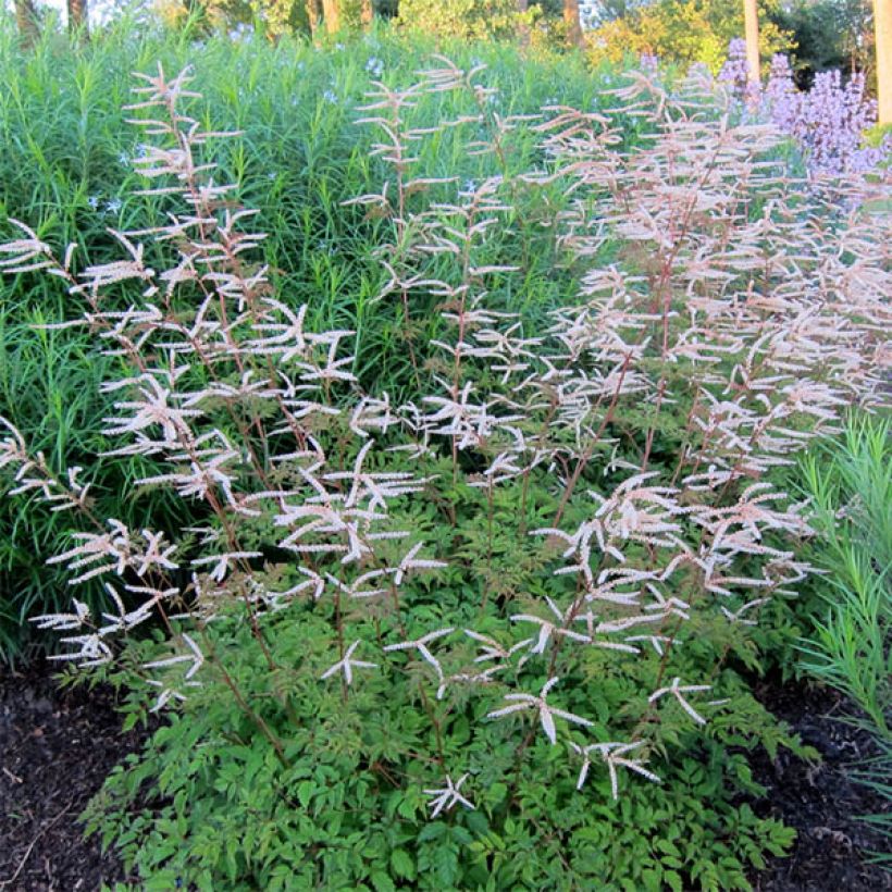 Aruncus Horatio - Geissbart (Plant habit)