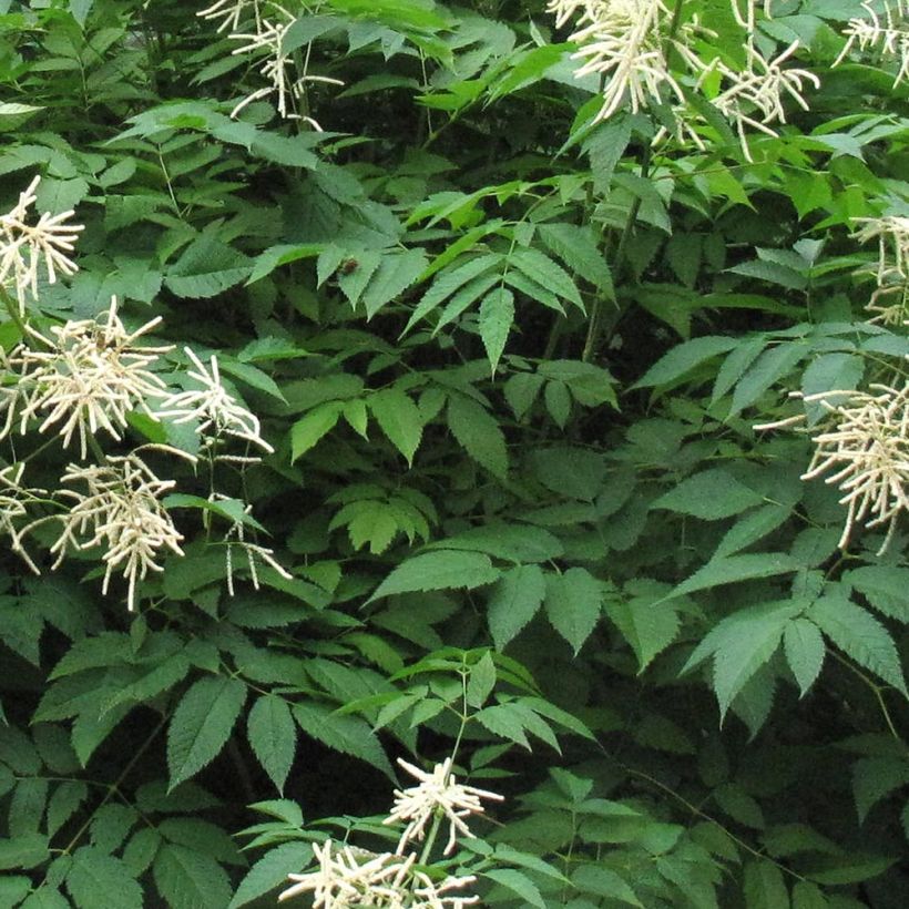 Aruncus Misty Lace - Geissbart (Foliage)