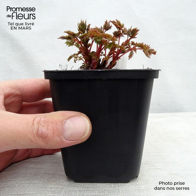 Exemplar von Aruncus Misty Lace - Geissbart Kleine Töpfe von 8/9 cm wie im Winter geliefert