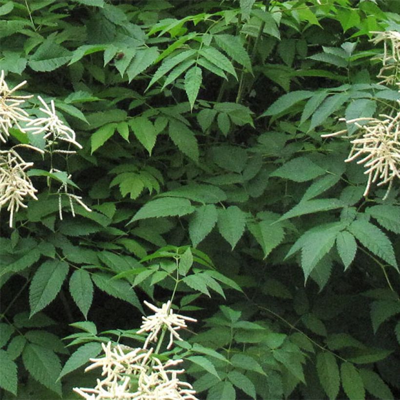 Aruncus sinensis Zweiweltenkind - Wald-Geissbart (Foliage)