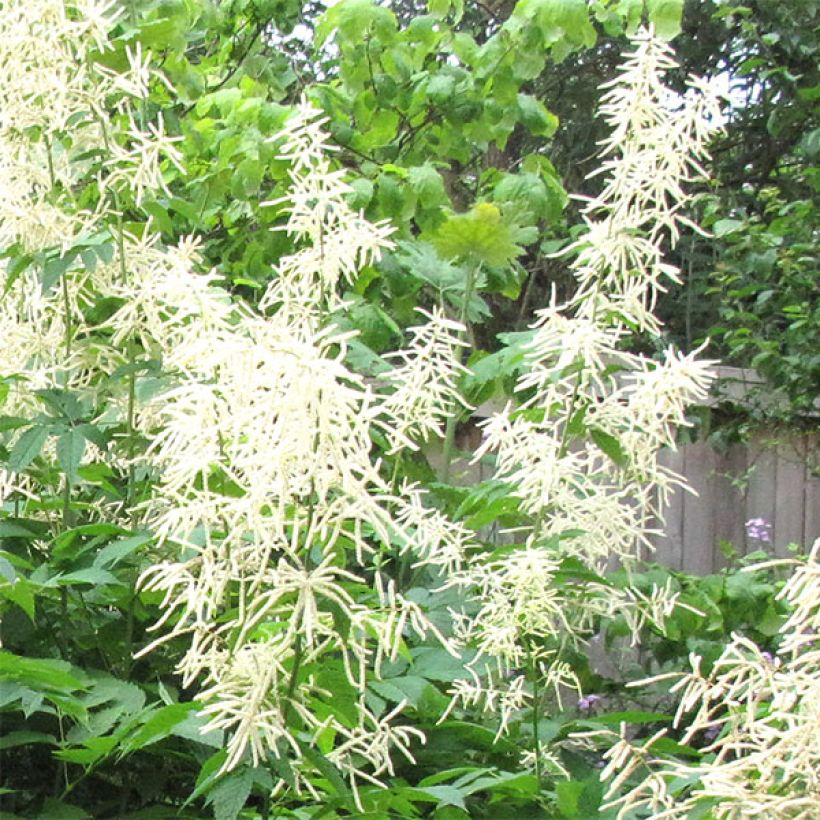 Aruncus sinensis Zweiweltenkind - Wald-Geissbart (Flowering)