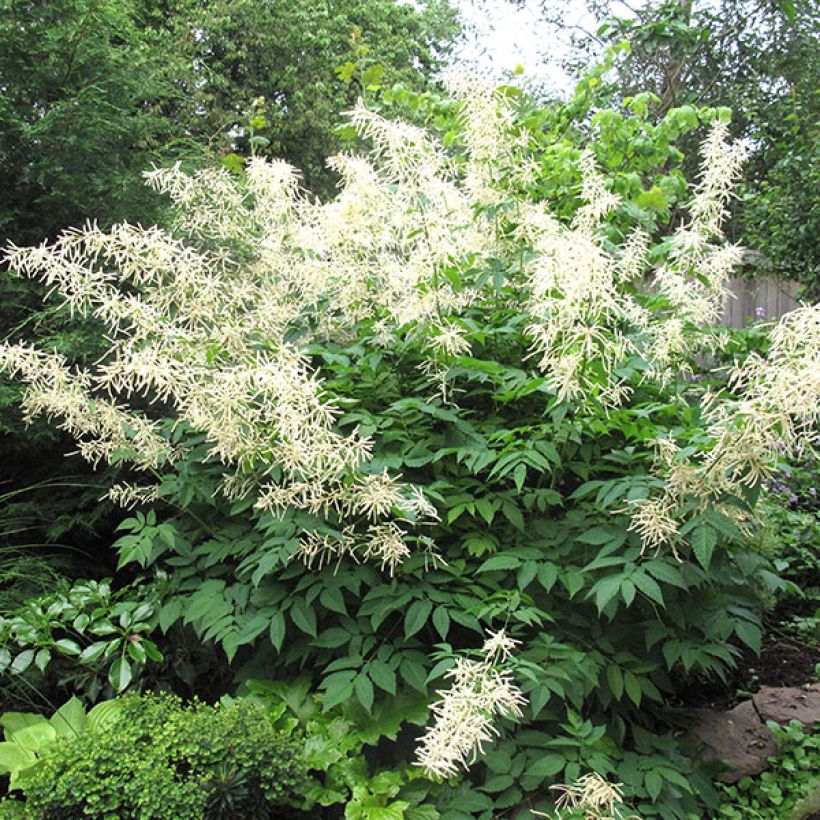 Aruncus sinensis Zweiweltenkind - Wald-Geissbart (Plant habit)
