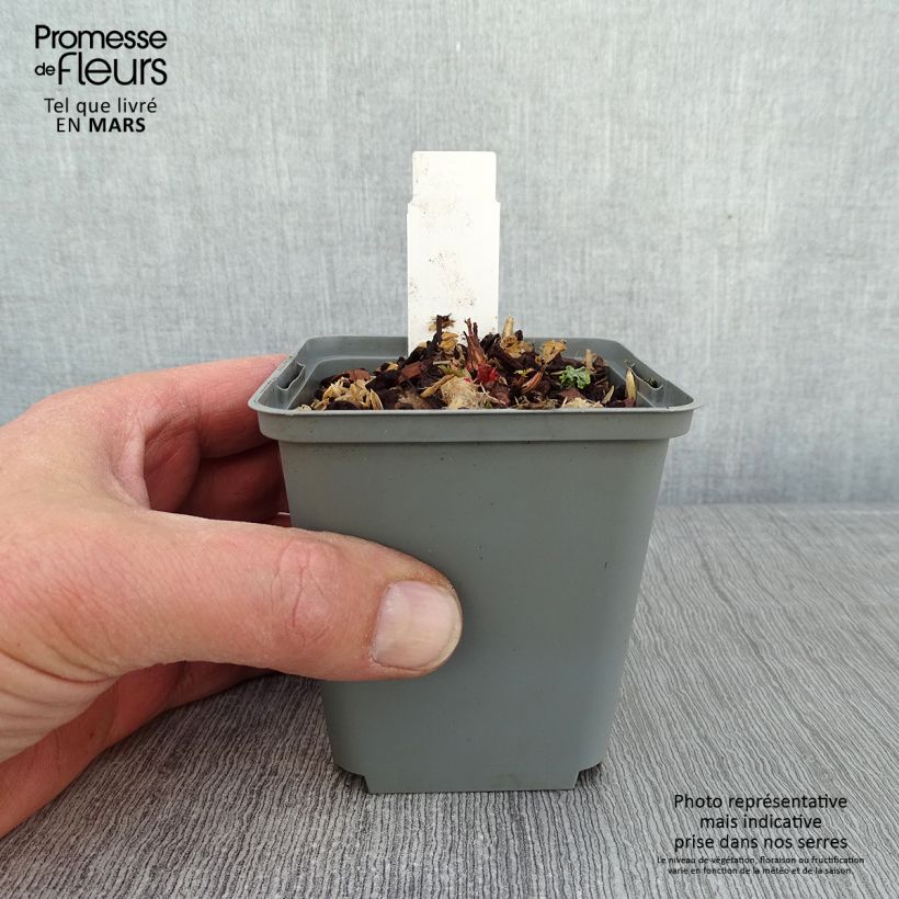 Exemplar von Aruncus sinensis Zweiweltenkind - Wald-Geissbart Kleine Töpfe von 8/9 cm wie im Winter geliefert