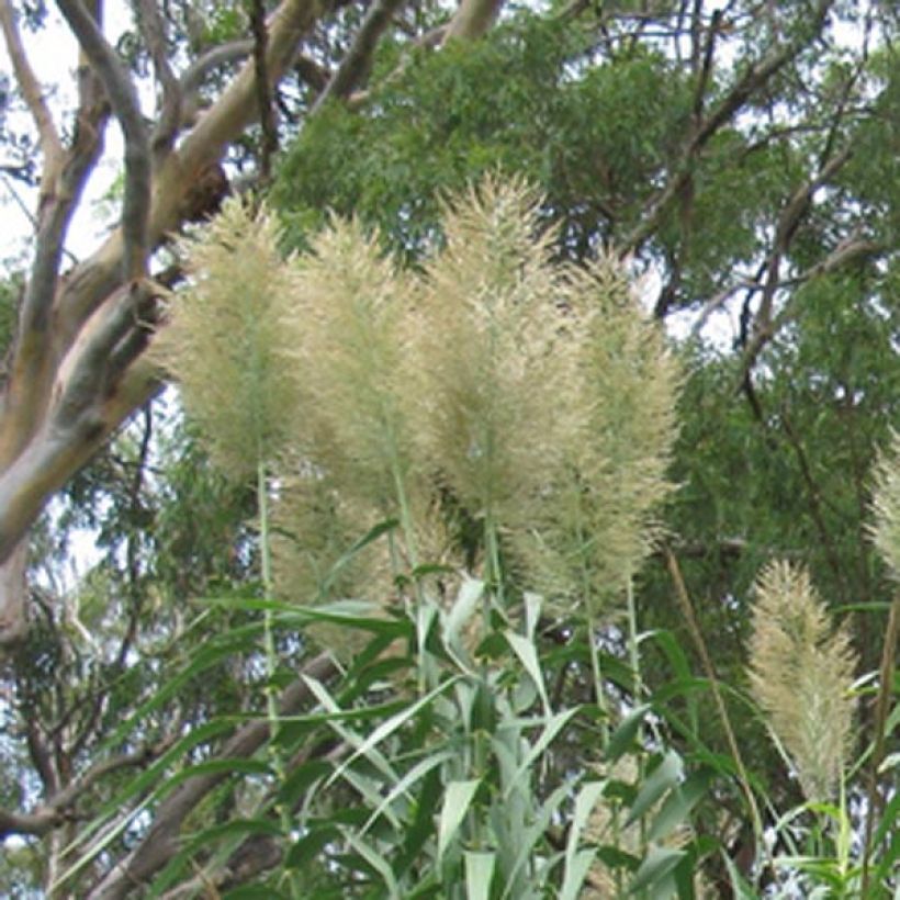 Arundo donax - Spanisches Rohr (Flowering)