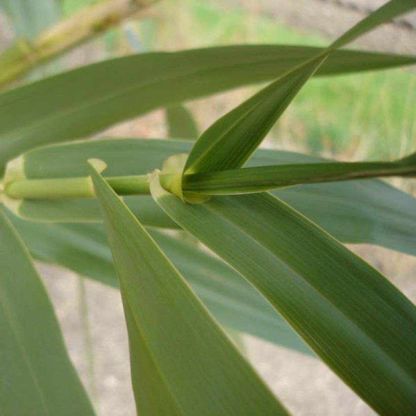 Arundo donax - Spanisches Rohr (Foliage)