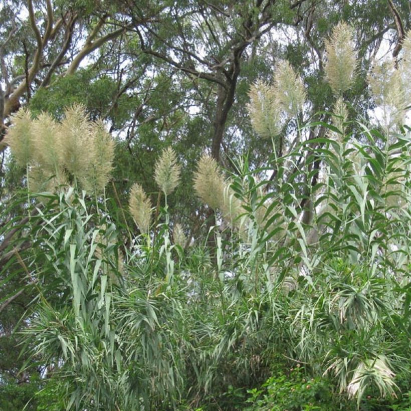 Arundo donax - Spanisches Rohr (Plant habit)