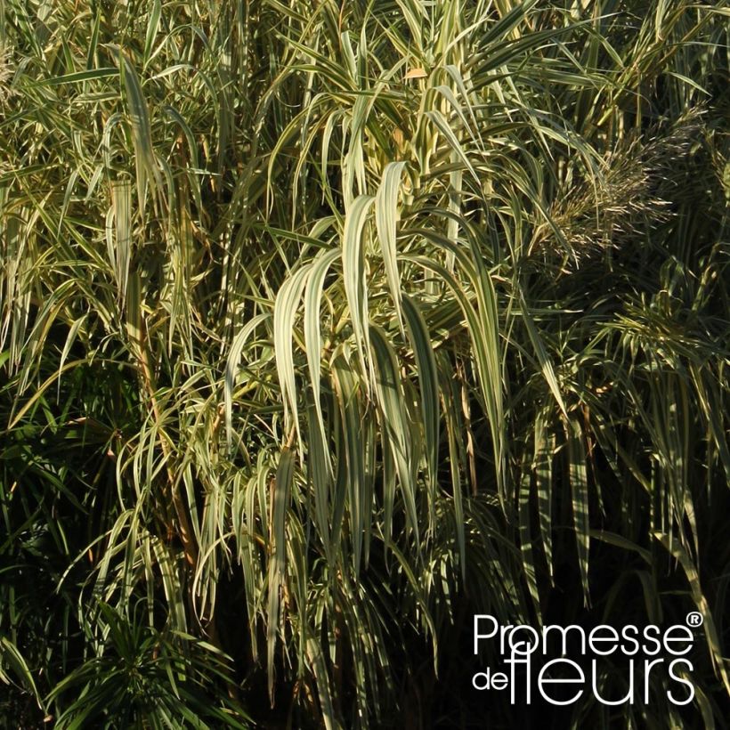 Arundo donax Aureovariegata - Spanisches Rohr (Foliage)