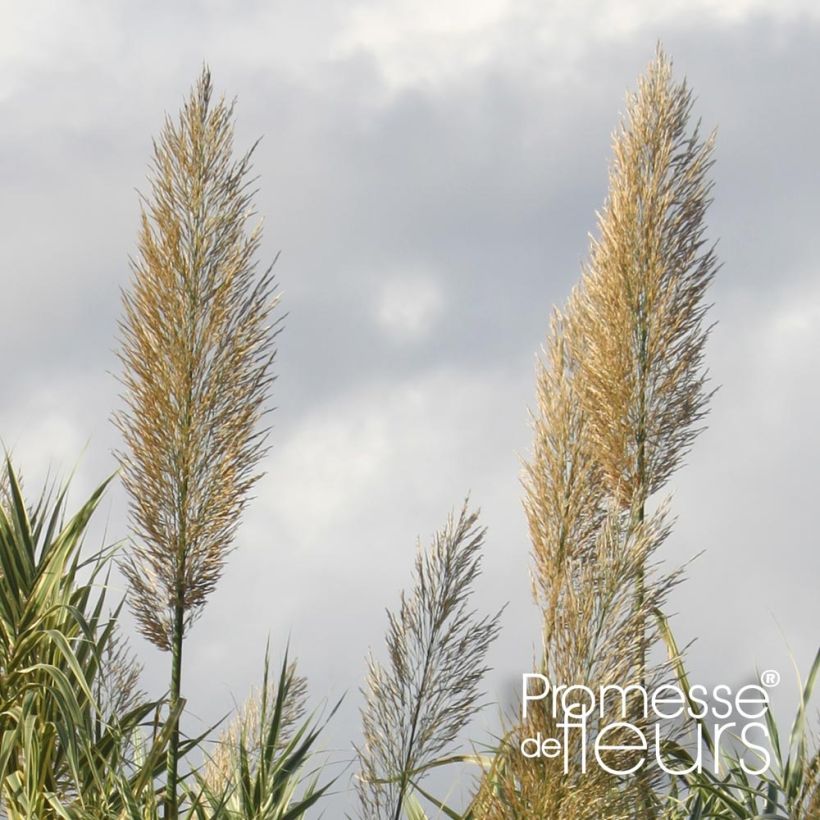 Arundo donax Aureovariegata - Spanisches Rohr (Flowering)