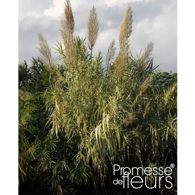 Arundo donax Aureovariegata - Spanisches Rohr (Plant habit)