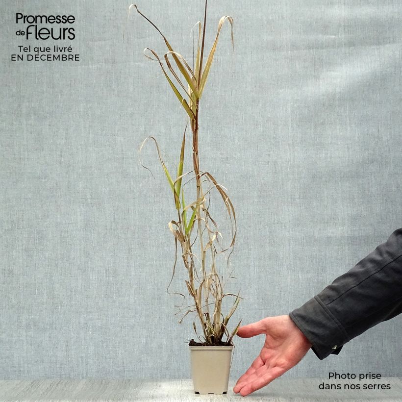 Example of Arundo donax Aureovariegata - Spanisches Rohr Kleine Töpfe von 8/9 cm as you get in hiver