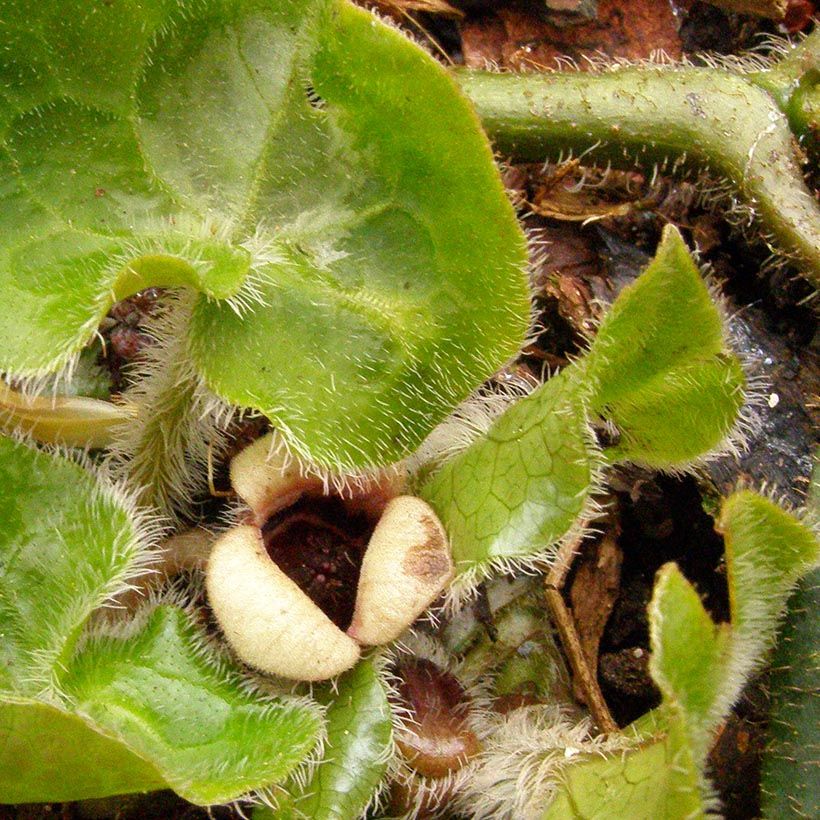 Asarum pulchellum - Haselwurz (Flowering)
