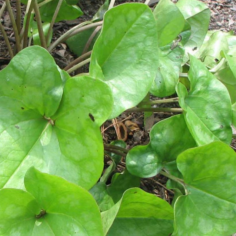 Asarum arifolium - Haselwurz (Foliage)