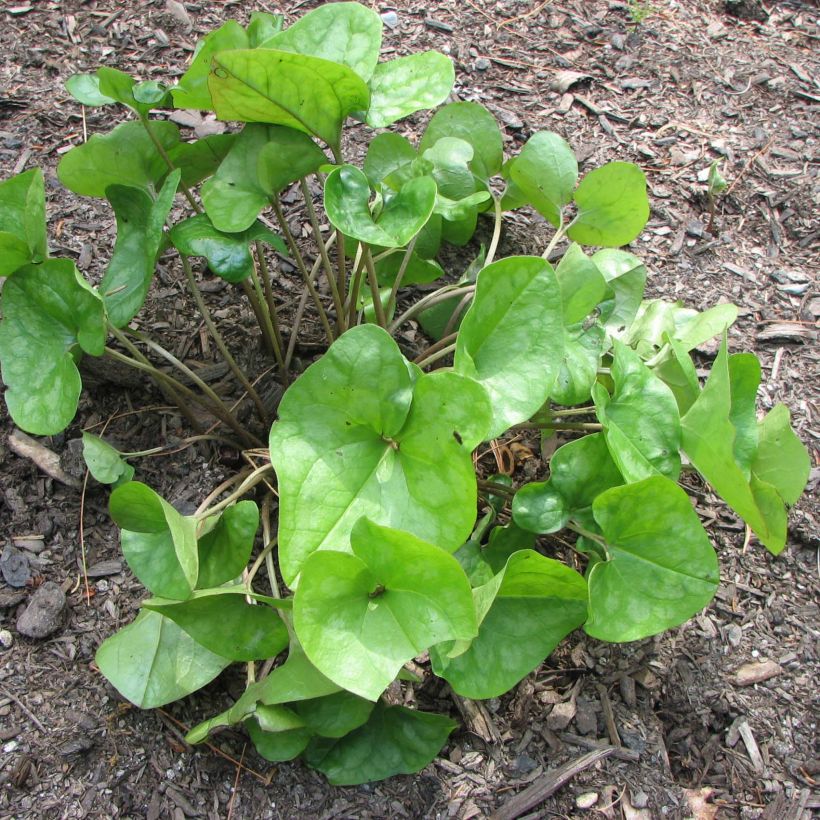 Asarum arifolium - Haselwurz (Plant habit)