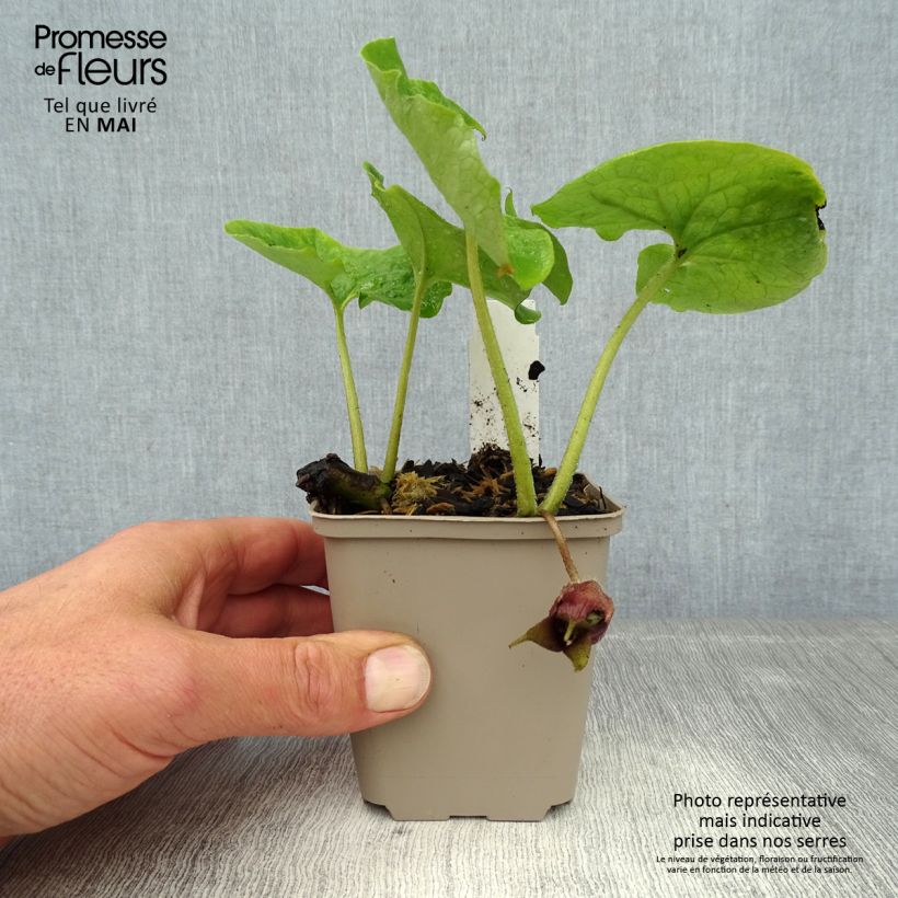 Exemplar von Asarum canadense - Kanadische Haselwurz Kleine Töpfe von 8/9 cm wie im Frühjahr geliefert