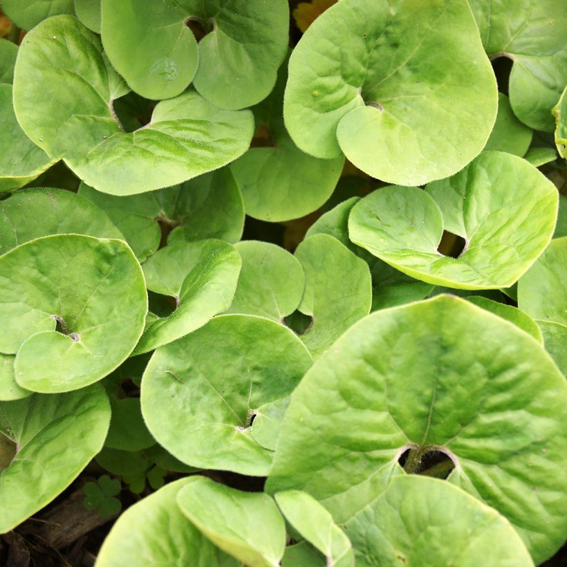 Asarum canadense - Kanadische Haselwurz (Foliage)