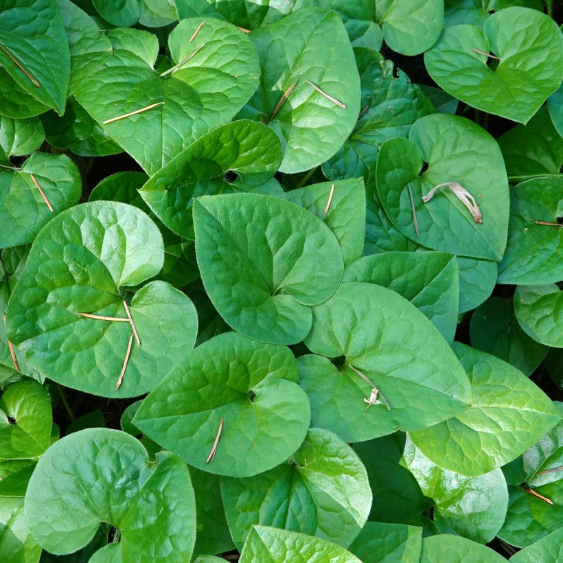 Asarum caudatum - Geschwänzte Haselwurz (Foliage)
