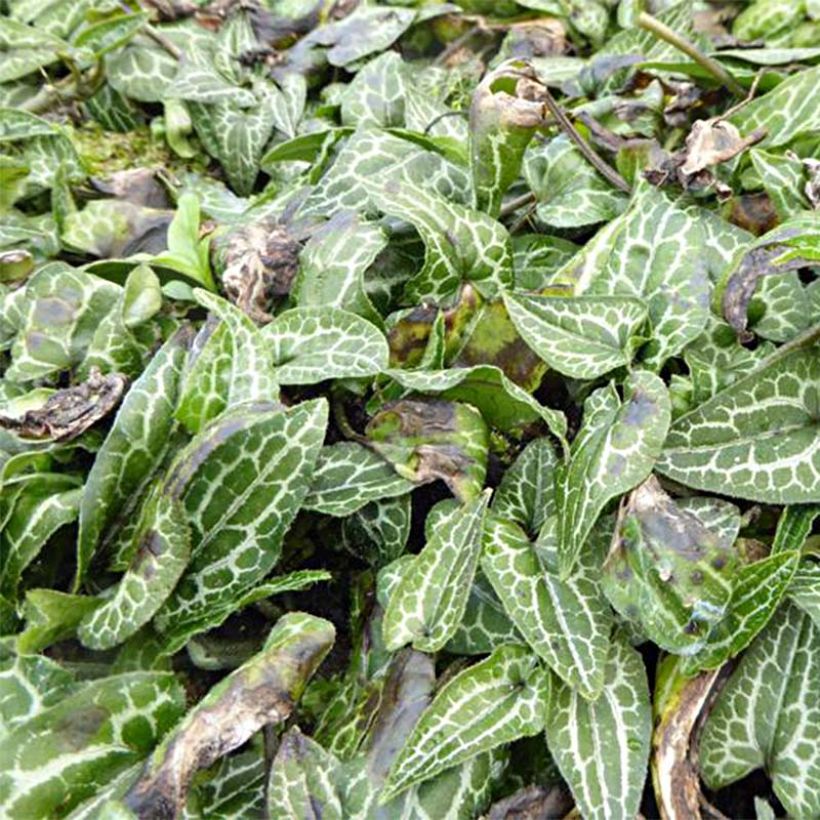 Asarum epigynum Takasago Saishin - Haselwurz (Foliage)