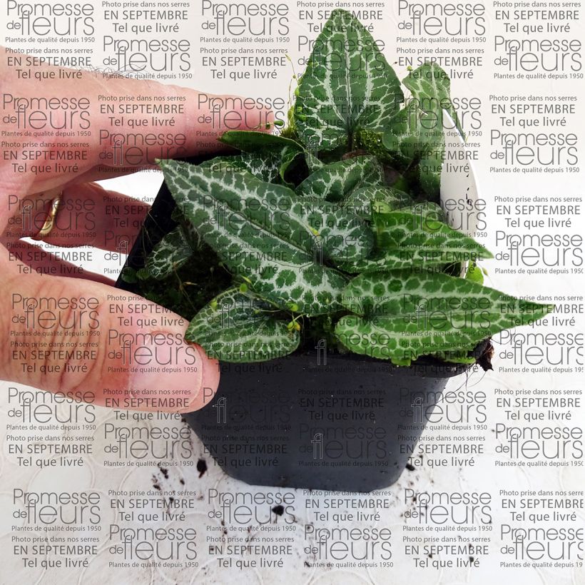 Example of Asarum epigynum Takasago Saishin - Haselwurz Kleine Töpfe von 8/9 cm as you get
