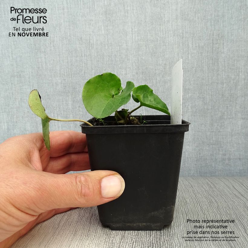 Example of Asarum europaeum - Gewöhnliche Haselwurz Kleine Töpfe von 8/9 cm as you get in automne