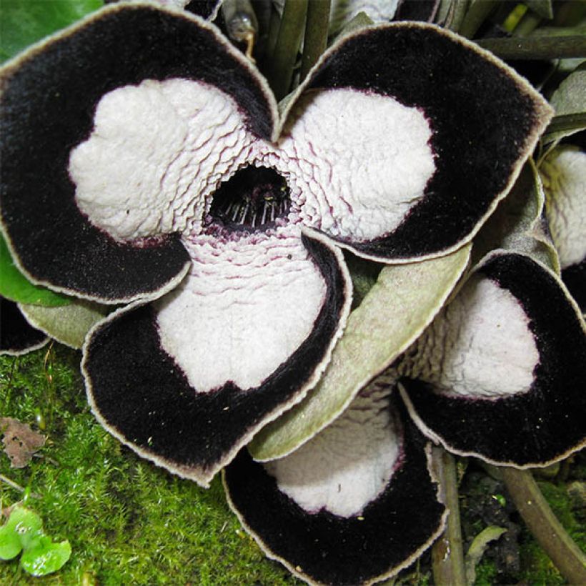 Asarum maximum Giant - Chinesische Haselwurz (Flowering)