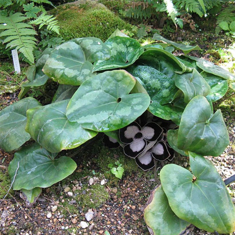 Asarum maximum Giant - Chinesische Haselwurz (Plant habit)