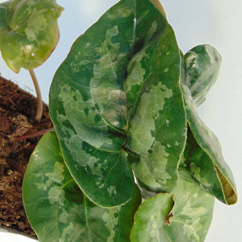 Asarum maximum Giant - Chinesische Haselwurz (Foliage)