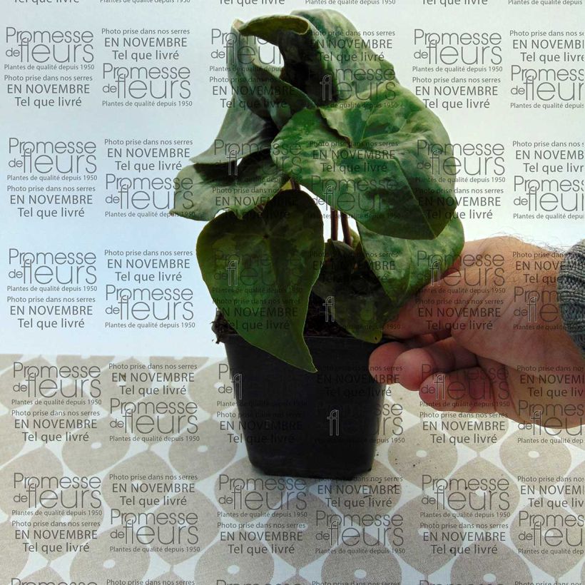 Example of Asarum maximum Giant - Chinesische Haselwurz Kleine Töpfe von 8/9 cm as you get